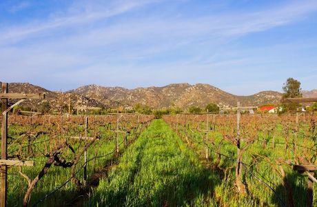 Guadalupe Valley Winery