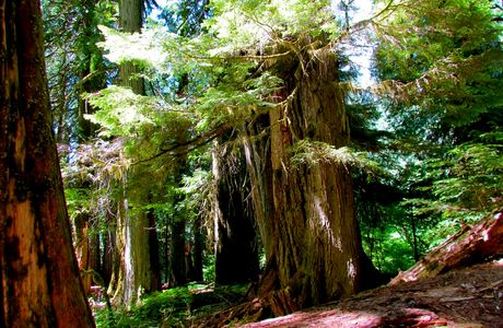 Grove of the Patriarchs