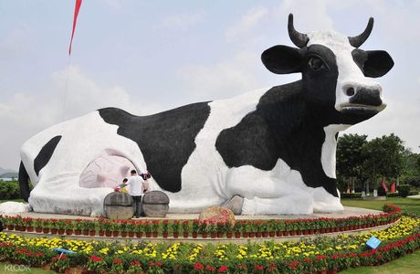 Guangming Farm