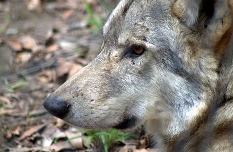 Garden Route Wolf Sanctuary