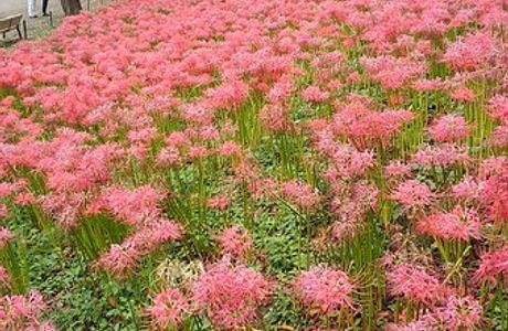 Gongendo Sakura Tsutsumi
