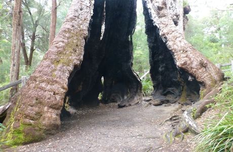 Giant Tingle Tree