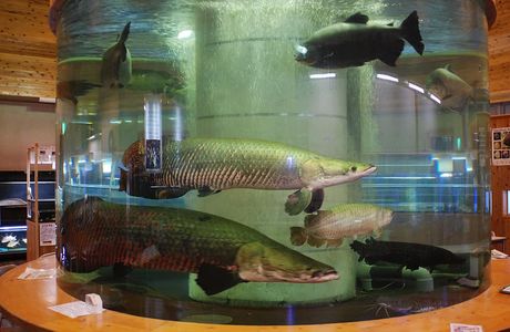 Idenoyama Freshwater Fish Aquarium