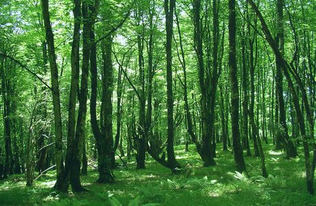 Hirkan National Park