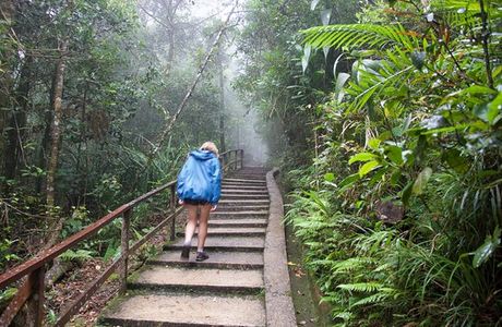 Mount Kinabalu Botanical Garden