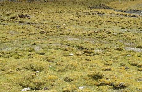 Nakqu Arctic-alpine Grassland