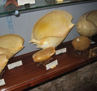 Museo Malacologico