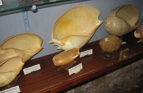Museo Malacologico