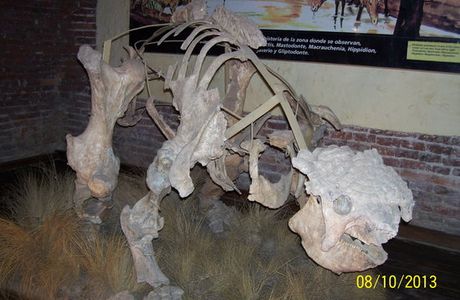 Museo Paleontologico