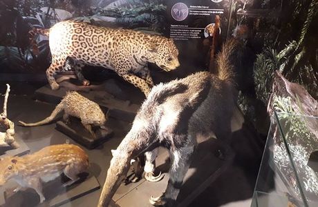 Museo de Ciencias Naturales y Antropológicas Juan Cornelio Moyano