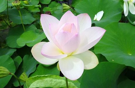 Maihiren no Sato