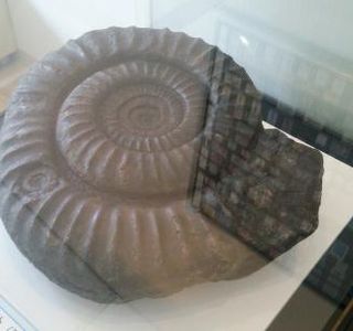 Manazuru Shell Museum