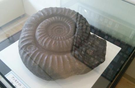 Manazuru Shell Museum