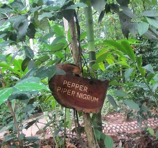 Regent Spice and Herbal Garden - Matale