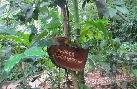 Regent Spice and Herbal Garden - Matale