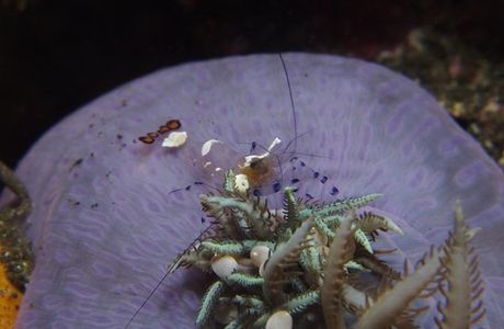 Reef Wreck and Critter - Underwater Photography