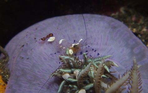 Reef Wreck and Critter - Underwater Photography 1