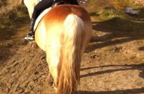 Ponyhof Wallnau