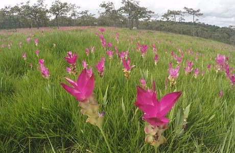 Sai Thong National Park