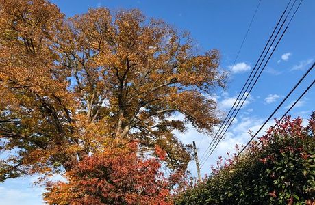 Sakanouenokeyaki Park