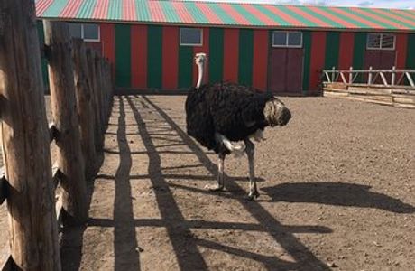 Ostrich Farm Straus Zabaikalya