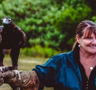 O'Reillys Birds of Prey