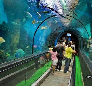 Phuket Aquarium