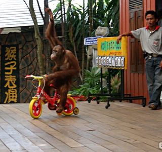 Phuket Monkey School