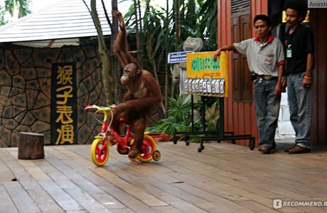 Phuket Monkey School