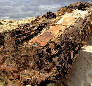 Parque Nacional Bosques Petrificados de Jaramillo