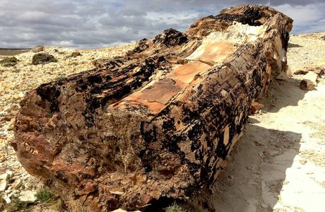Parque Nacional Bosques Petrificados de Jaramillo
