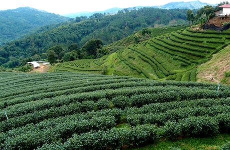 Tea Plantations