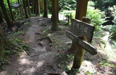 Sasago Pass Yatate no Sugi