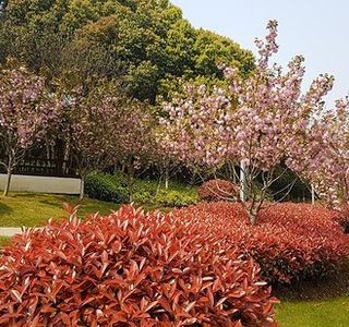 Shenshan Park