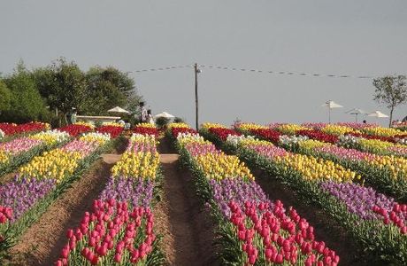 Sera Kogen Farm