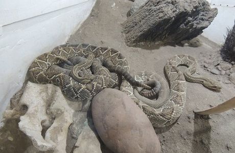 Serpentario Machaqway