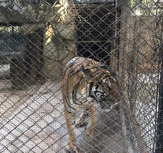 Star Tiger Zoo
