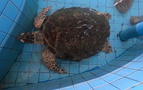 Turtle Conservation Center 1