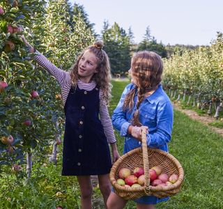 Shields Orchard