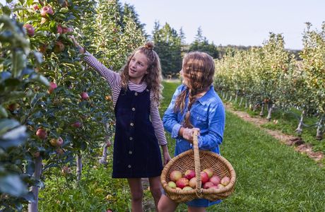 Shields Orchard