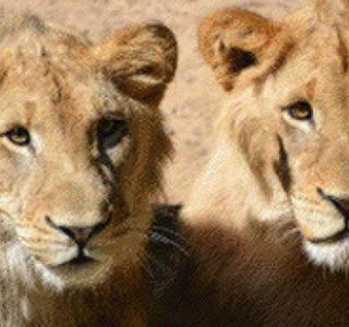 Lion's Den