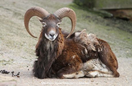 Clos Du Mouflon