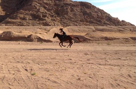 Dahabhorses
