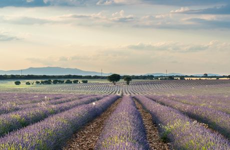 Lavanda Feinkost
