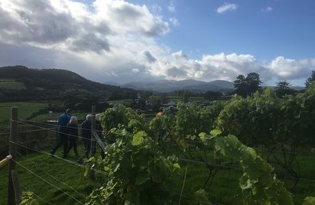 Gwinllan Conwy Ltd