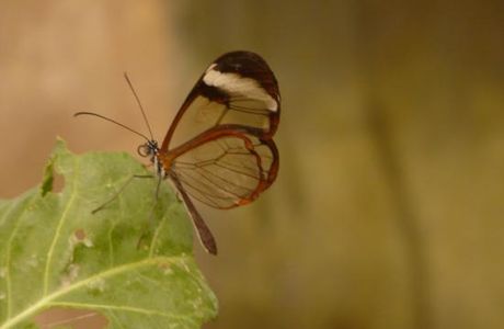 Magic of Life Butterfly House
