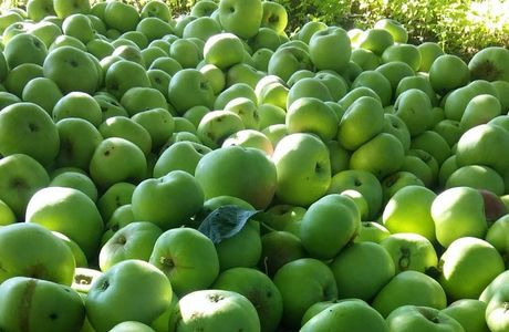 Hardwick Soft Fruit Farm