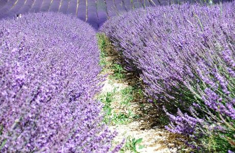 Lordington Lavender