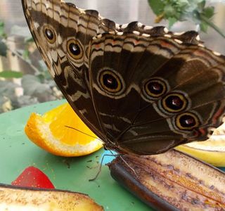 Earnley Butterflies Birds and Beasts