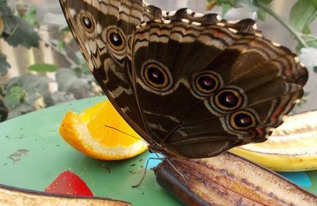 Earnley Butterflies Birds and Beasts